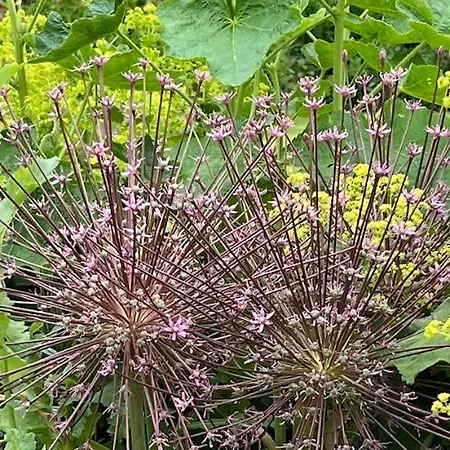 Couette-café Woodward Appleton le Moors