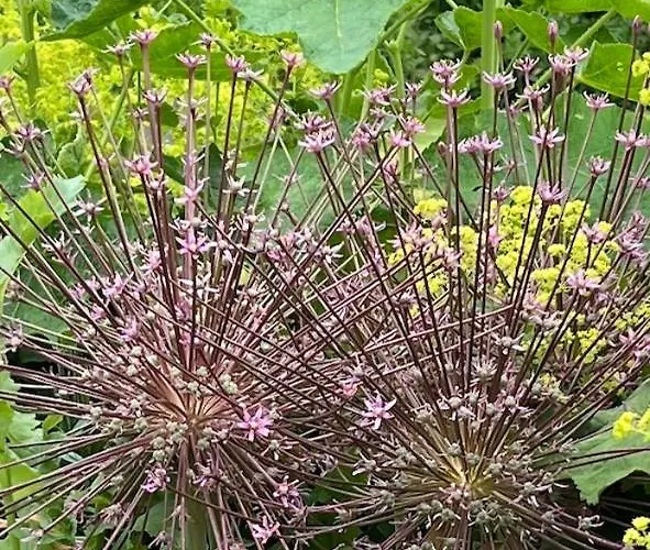 Bed & Breakfast Woodward Appleton le Moors